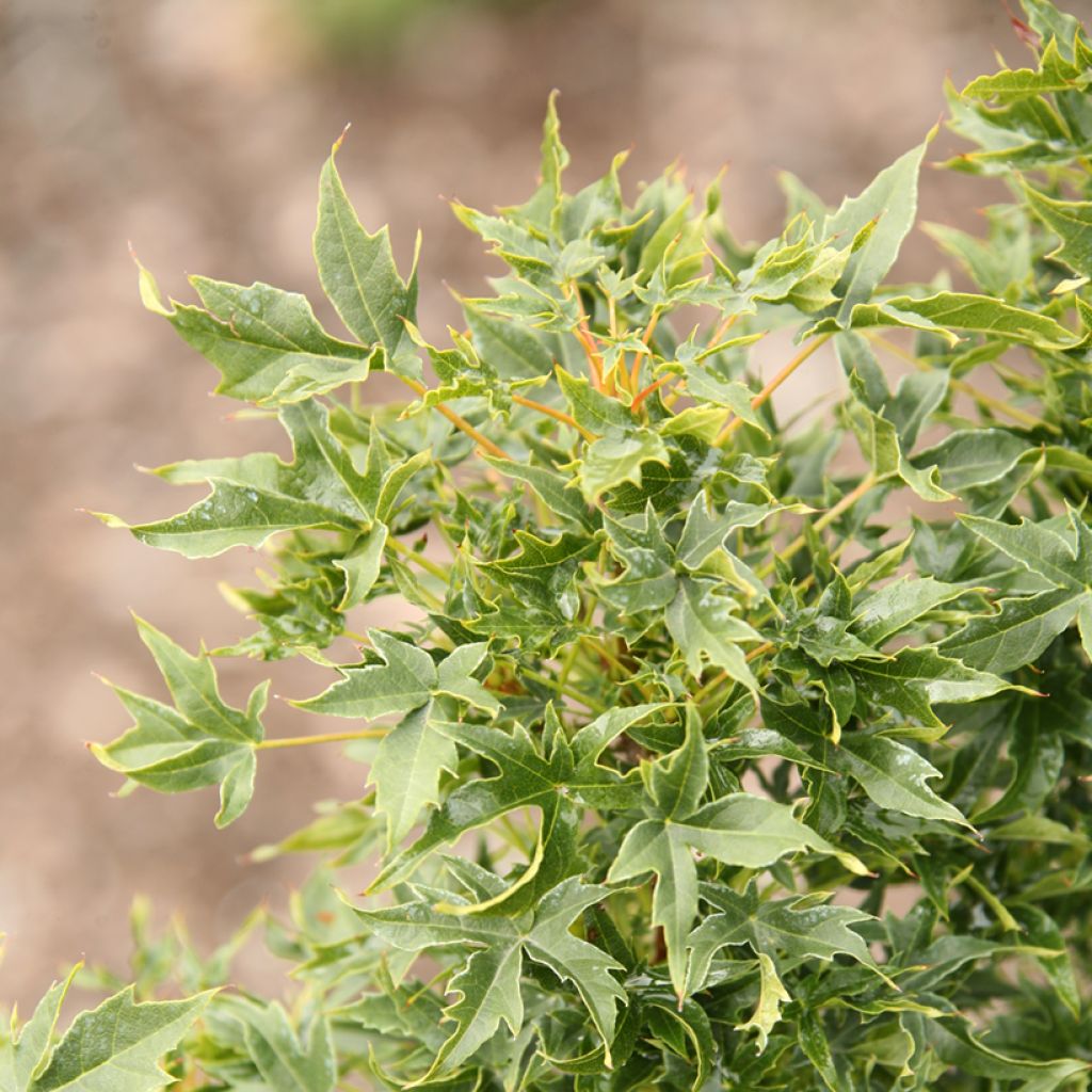 Acer platanoides Novush - Acero riccio