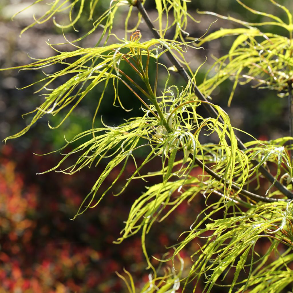 Acer platanoides Paldiski - Acero riccio