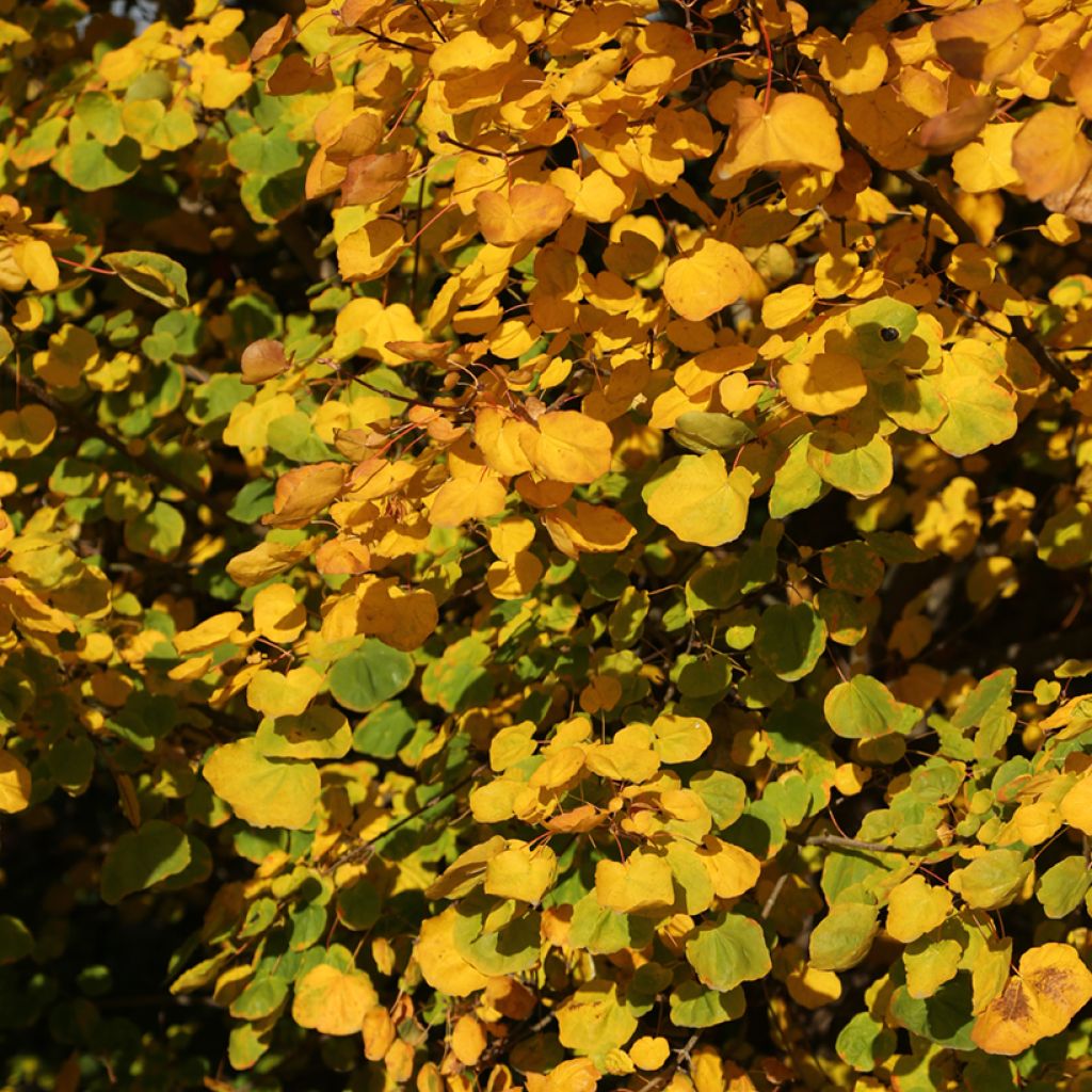 Acer platanoides Tharandt - Acero riccio