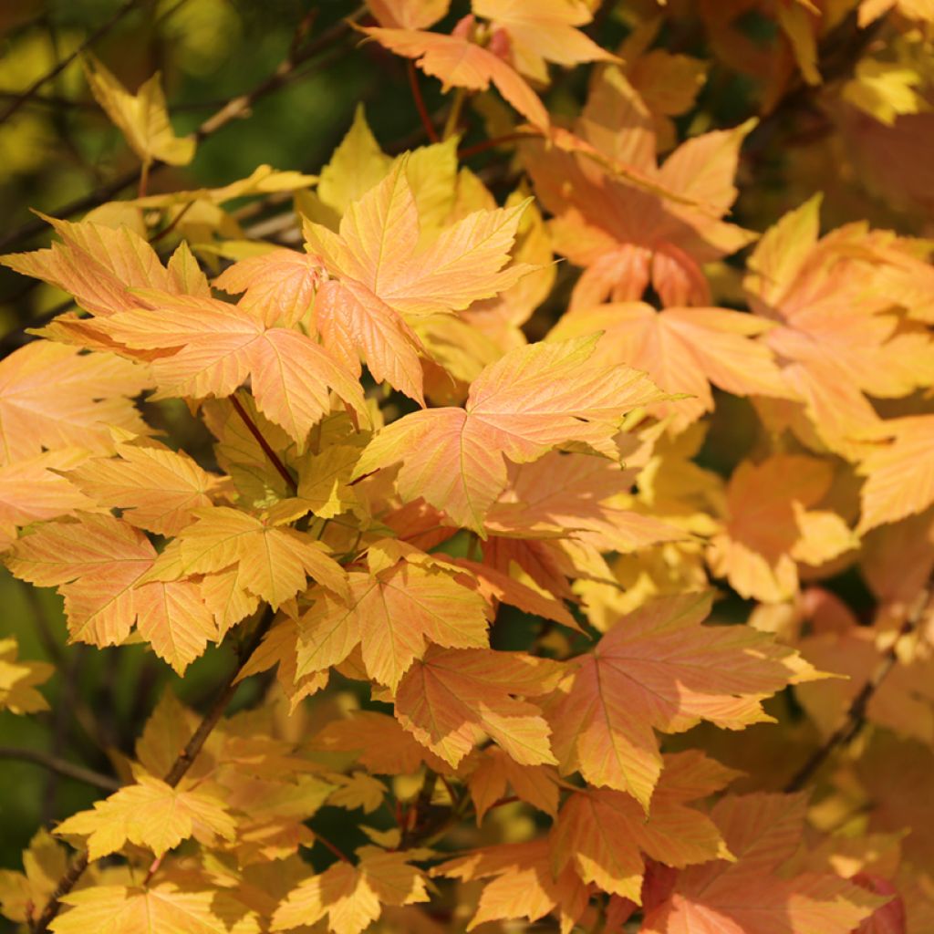 Acer pseudoplatanus Leat's Cottage
