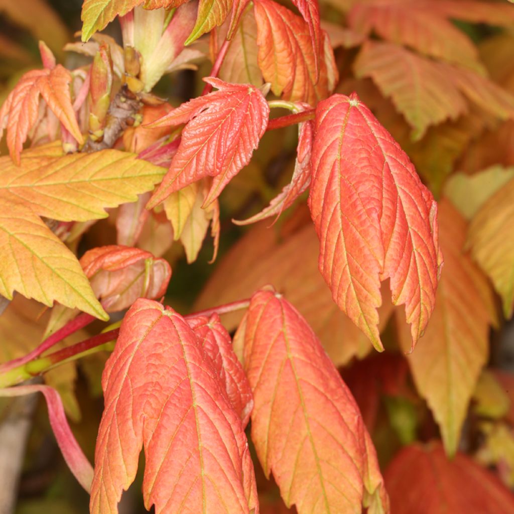 Acer pseudoplatanus Leat's Cottage