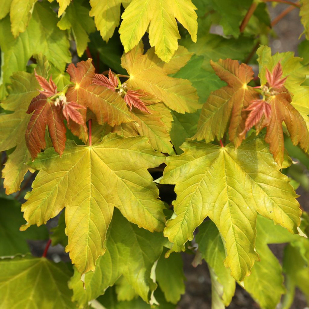 Acer pseudoplatanus Pruhonice