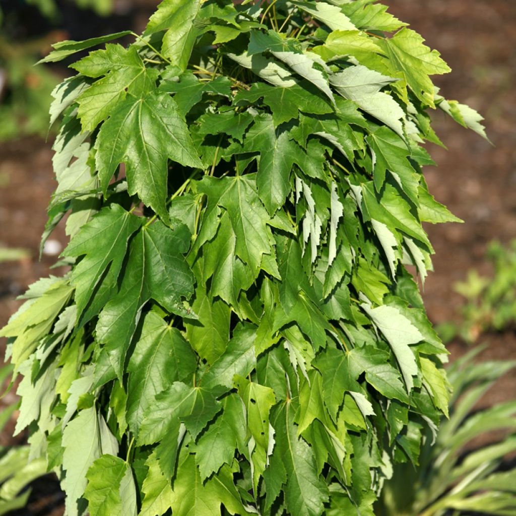Acer rubrum Green Pillar - Acero Rosso