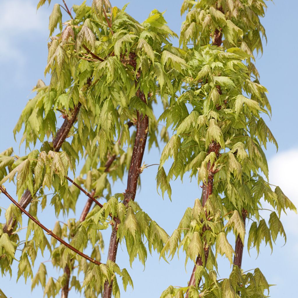 Acer rubrum Sekka - Acero Rosso