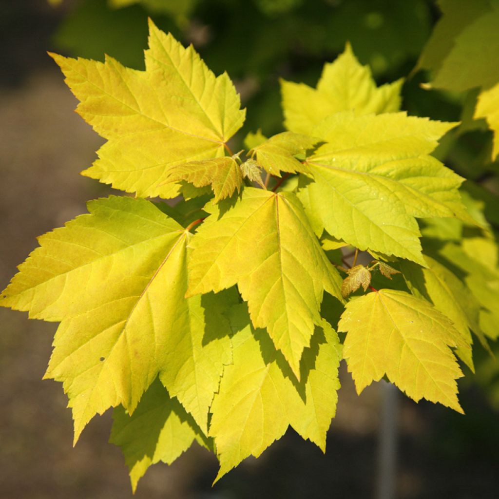 Acer rubrum Schocking Gold - Acero Rosso