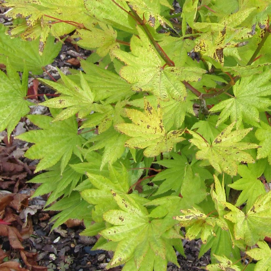 Acer shirasawanum Moonrise - Acero giapponese