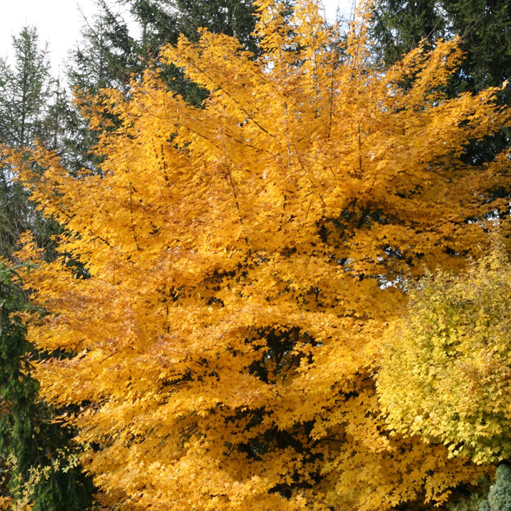Acer x zoeschense Annae - Erable hybride de Zöschen