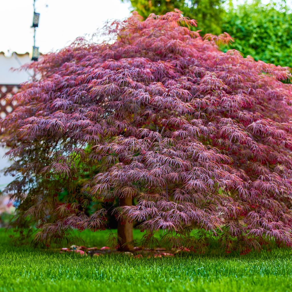 Acer palmatum Royal Garnet - Acero giapponese