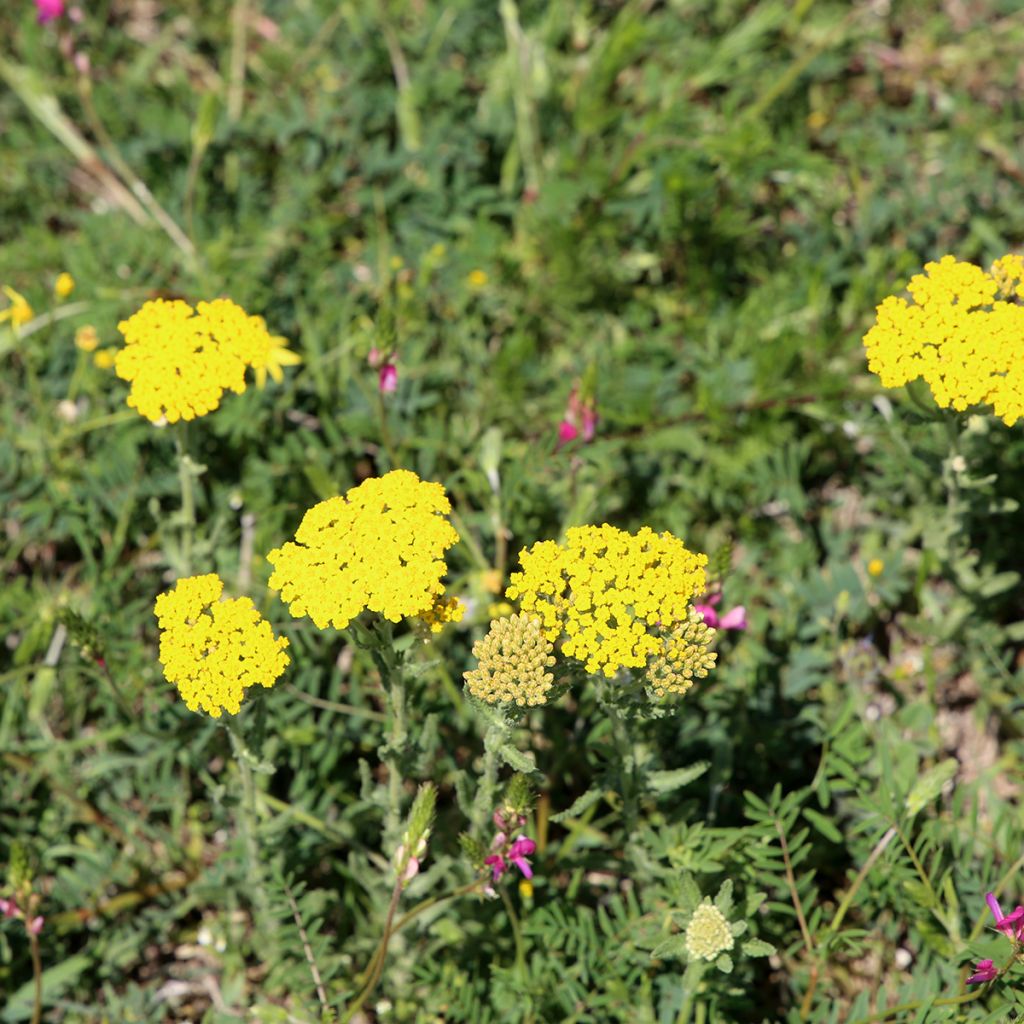 Achillea tomentosa - Millefoglio giallo