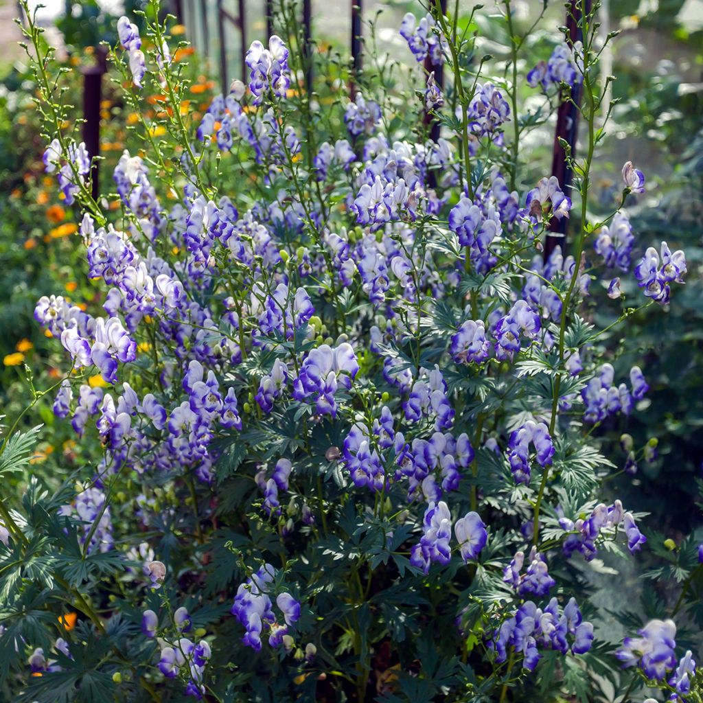 Aconitum cammarum Bicolor - Aconito
