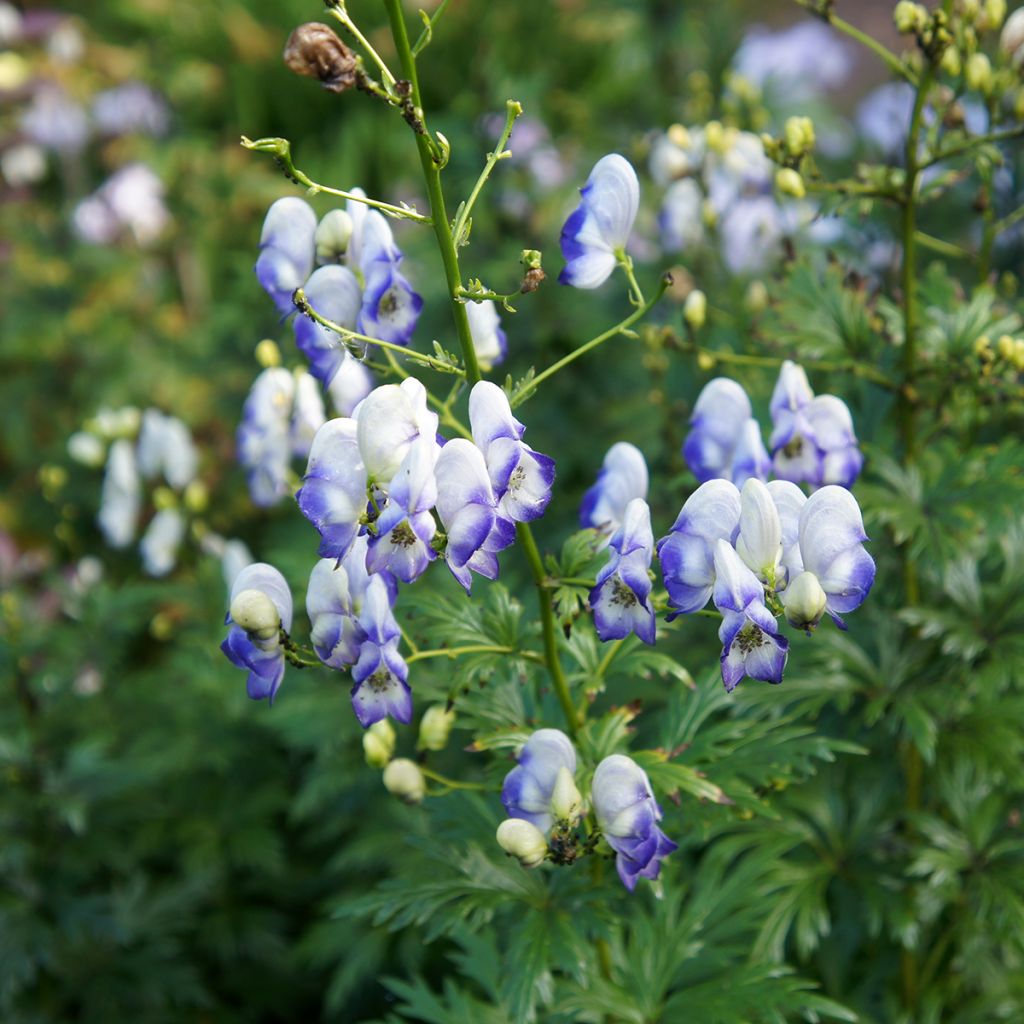 Aconitum cammarum Bicolor - Aconito