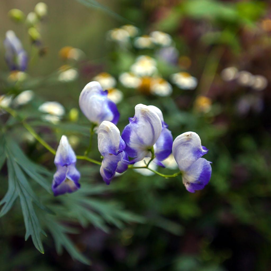 Aconitum cammarum Bicolor - Aconito