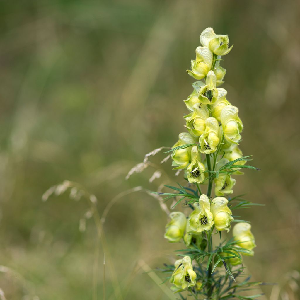 Aconito antora - Aconitum anthora
