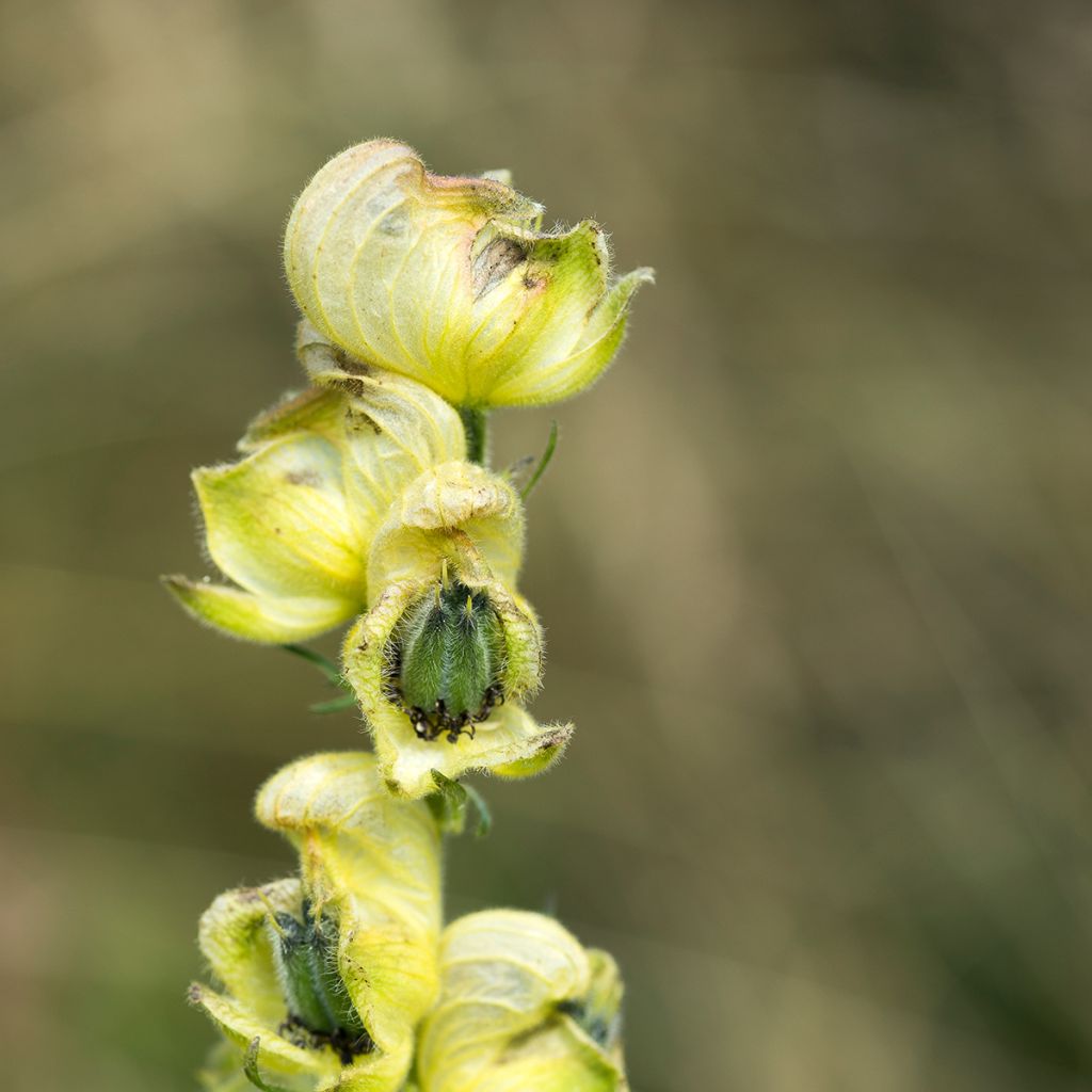 Aconito antora - Aconitum anthora