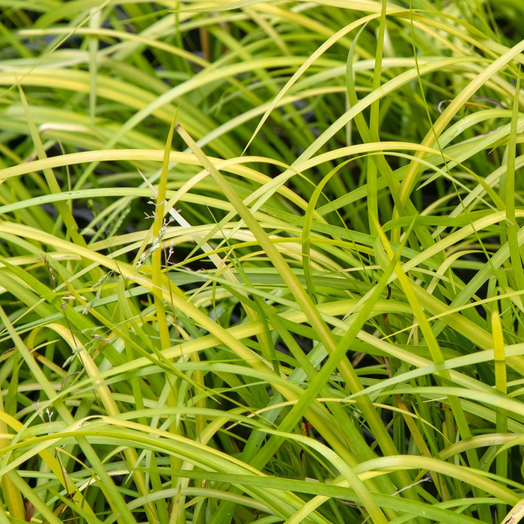 Acorus gramineus - Piccolo calamo