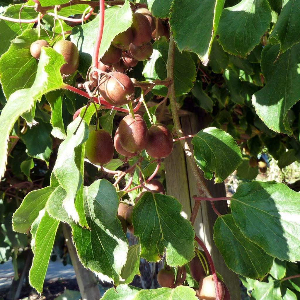 Mini kiwi Actinidia arguta Purpurea (Feminna)