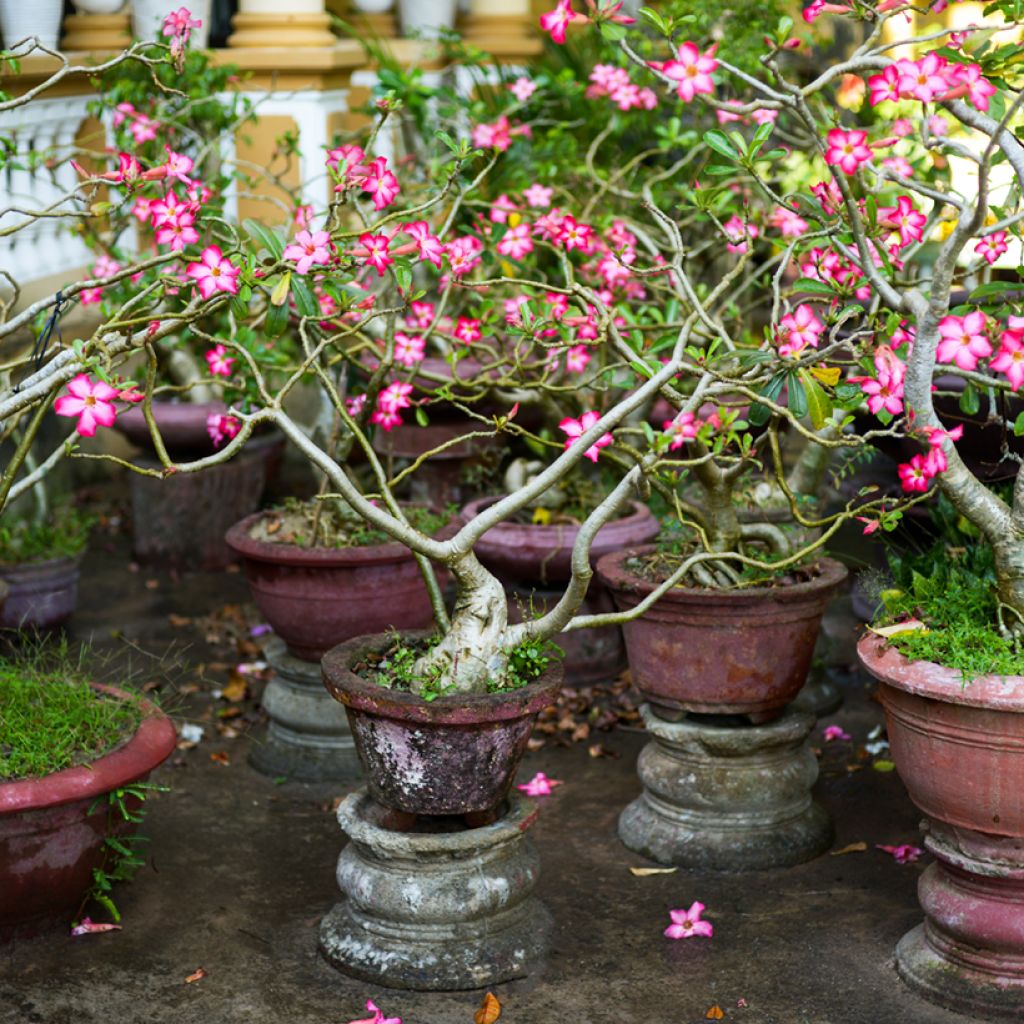 Adenium obesum - Rosa del deserto