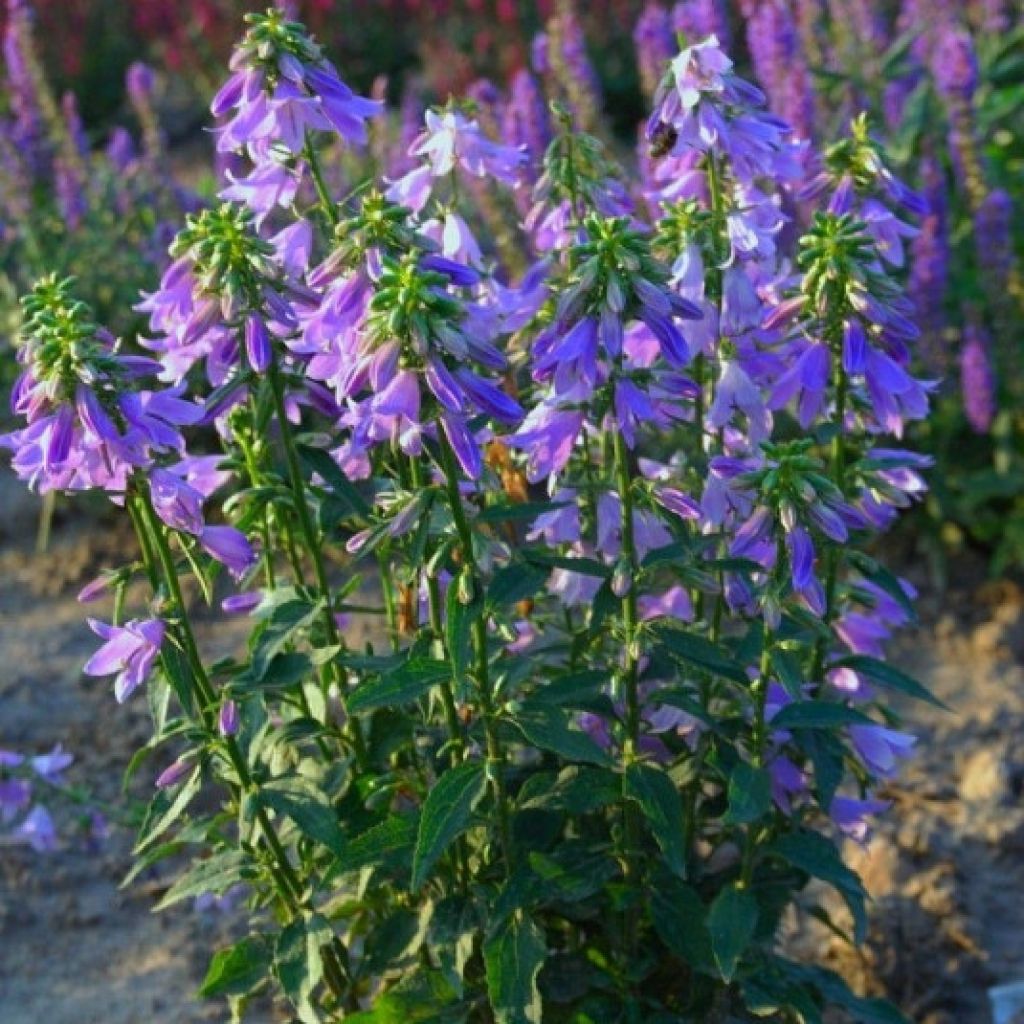 Adenophora confusa Fairy Bells Gaudi Violet