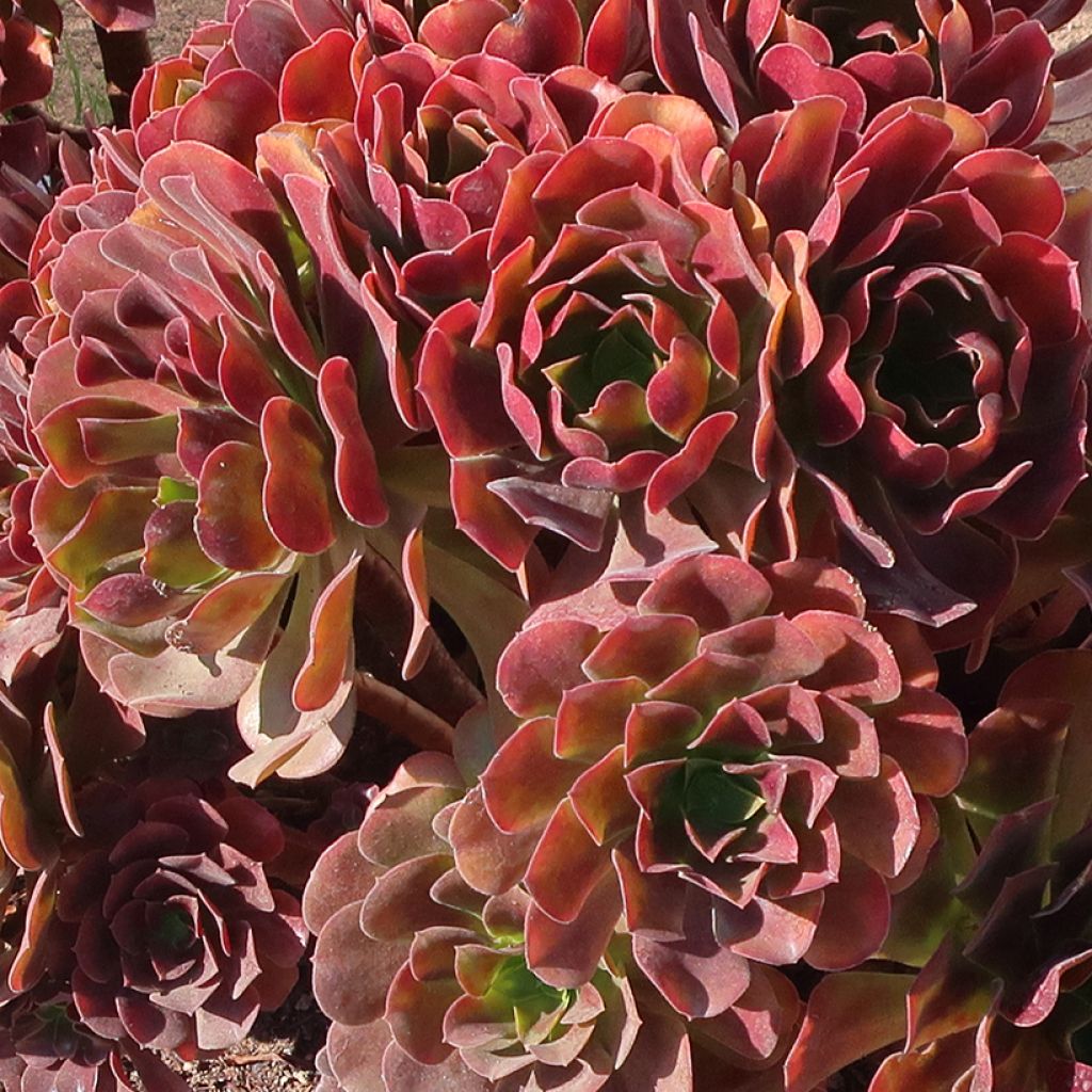 Aeonium arboreum Garnet