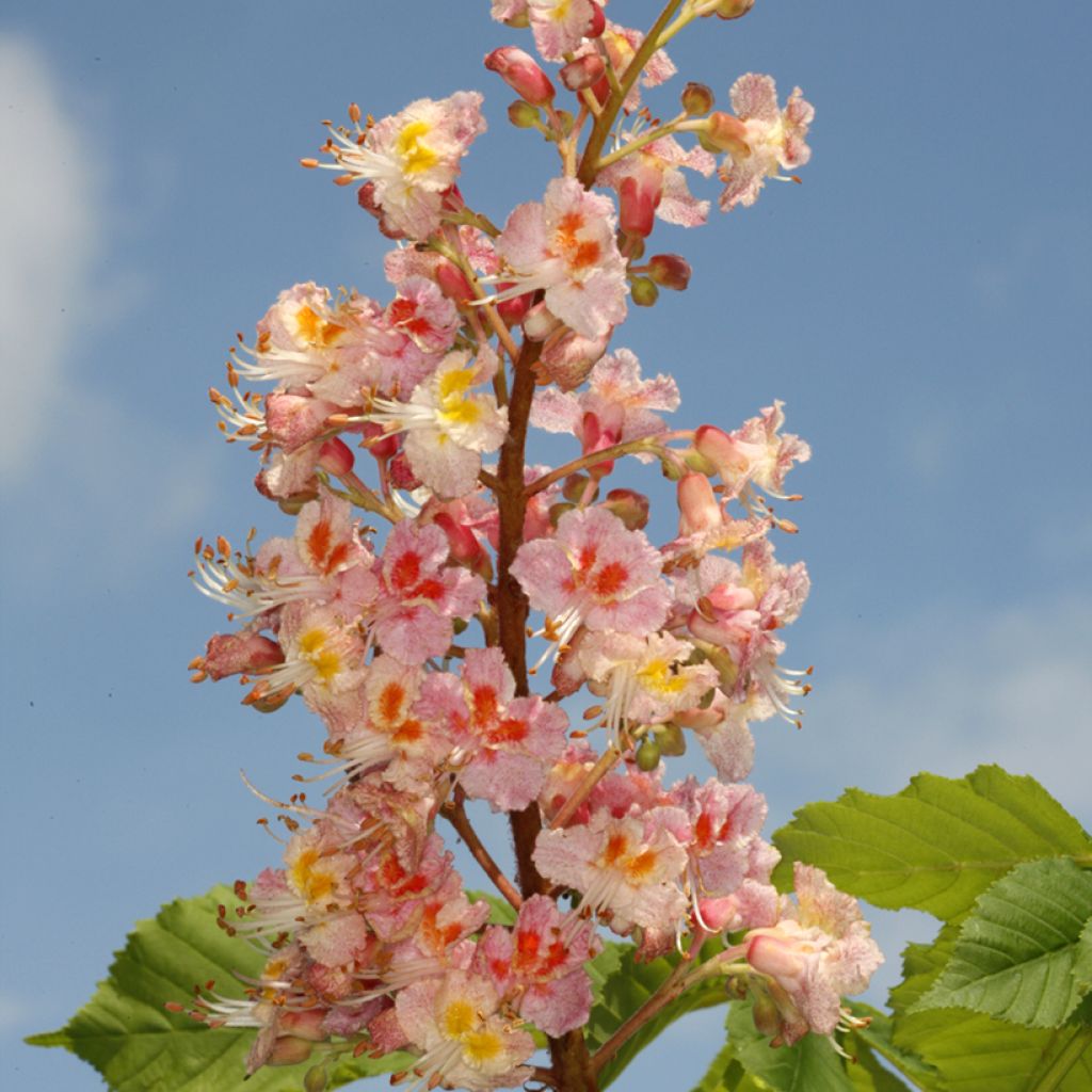 Aesculus x carnea Plantierensis - Ippocastano rosso