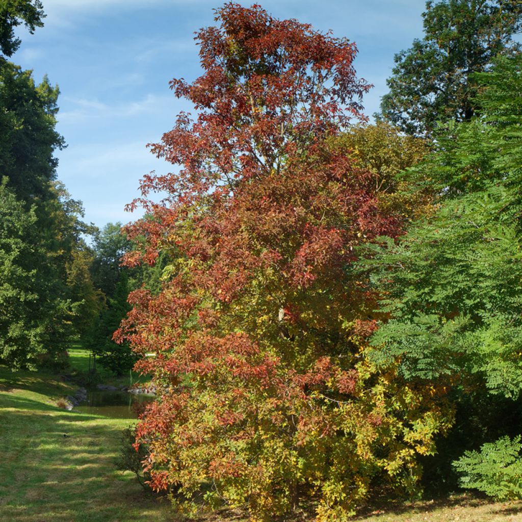 Aesculus flava - Ippocastano giallo