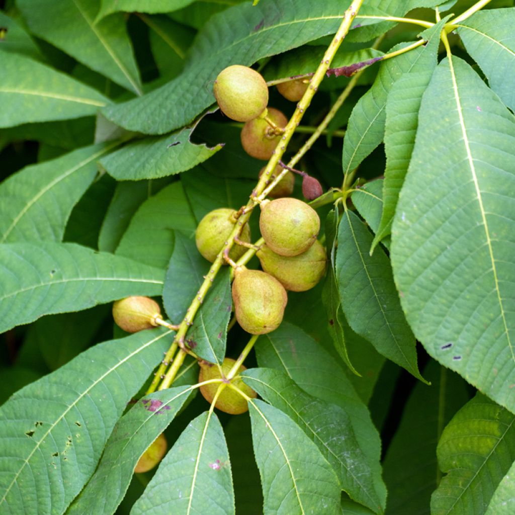 Aesculus flava - Ippocastano giallo