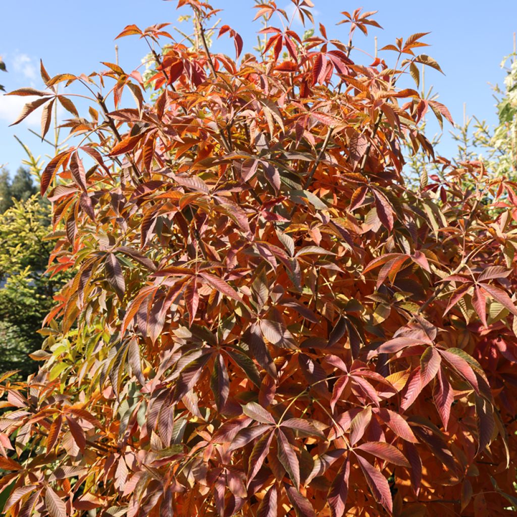 Aesculus glabra Herkenrode