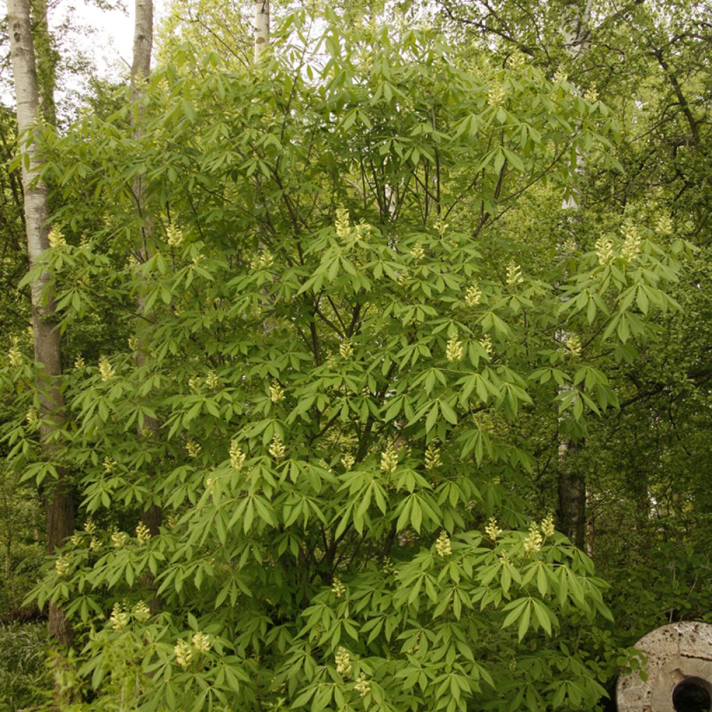 Aesculus x glaucescens - Ippocastano hibrido