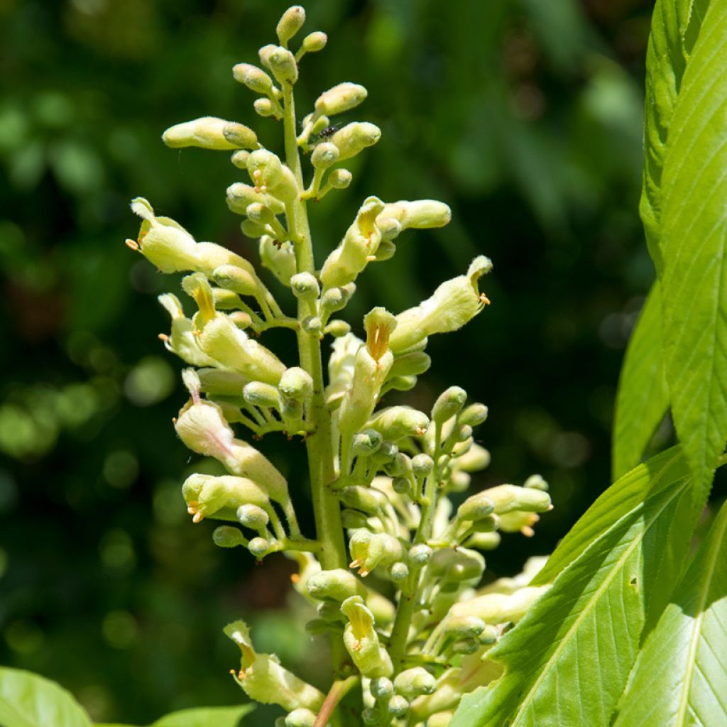 Aesculus x glaucescens - Ippocastano hibrido