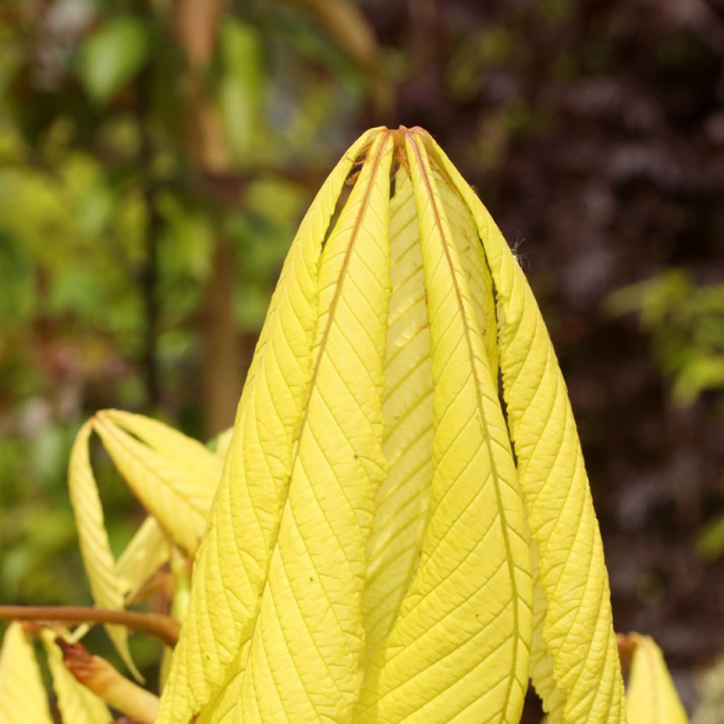 Aesculus hippocastanum Hampton Court Gold - Ippocastano