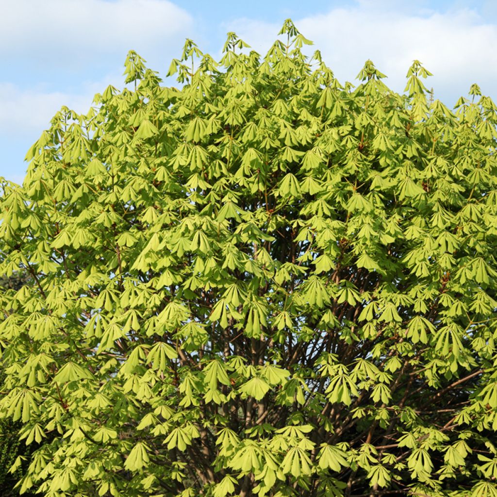 Aesculus hippocastanum Memmingeri - Ippocastano