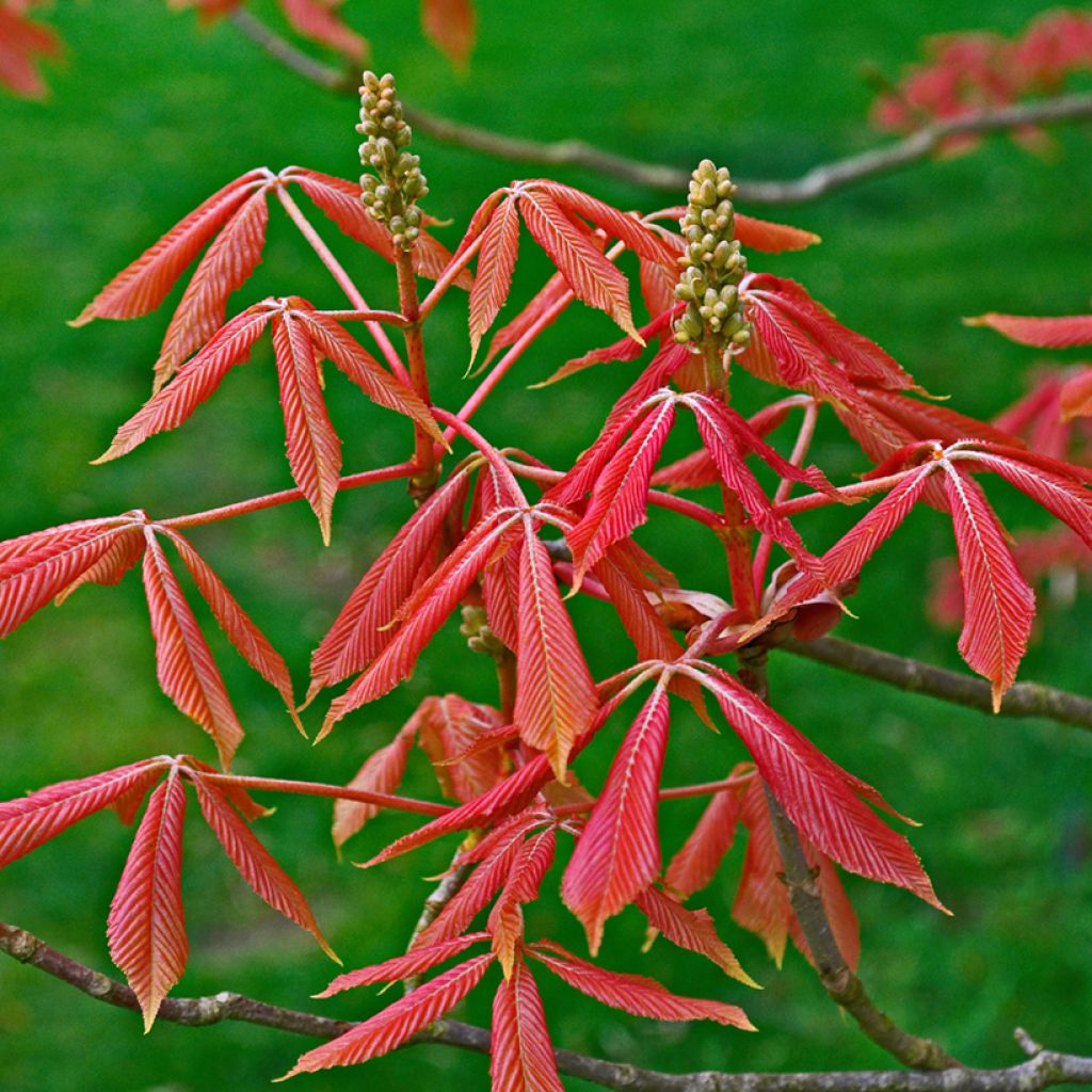 Aesculus x neglecta Erythroblastos - Ippocastano hibrido