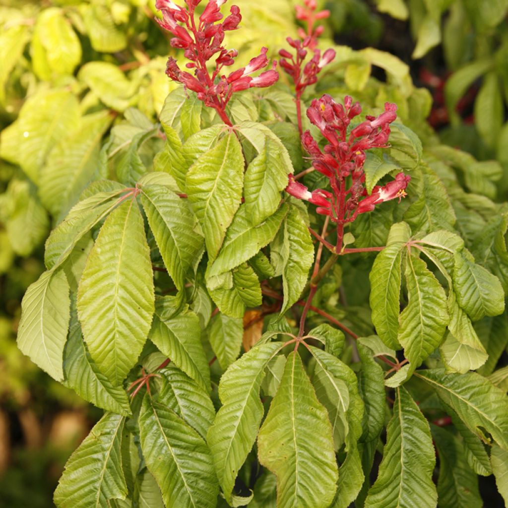 Aesculus pavia Humilis - Ippocastano rosso