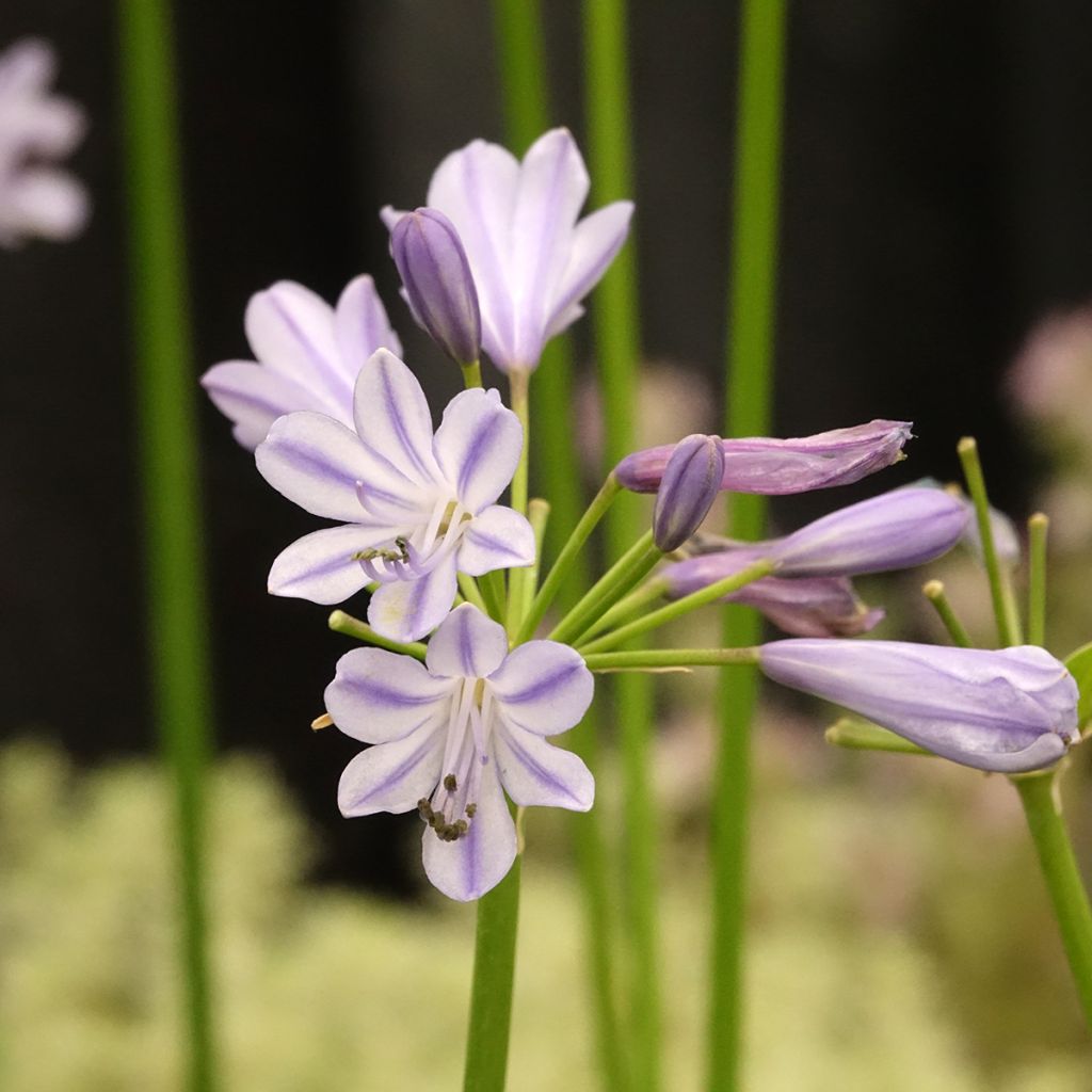 Agapanthus Blue Baby
