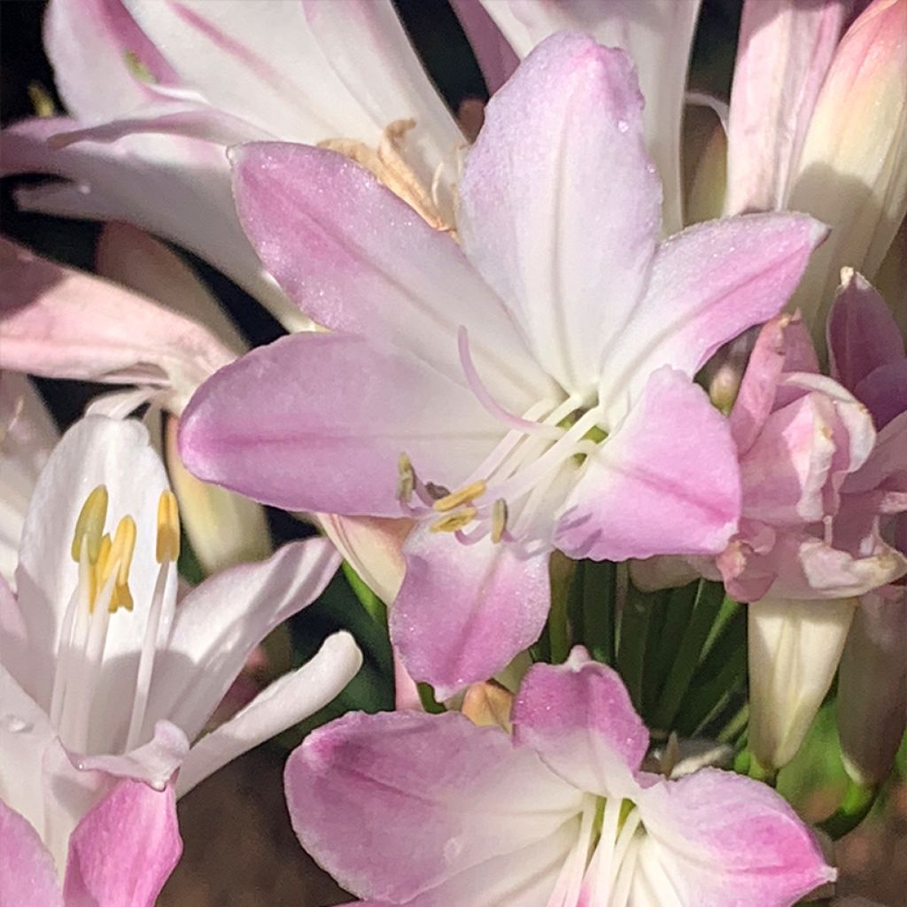 Agapanthuse Blush Pink