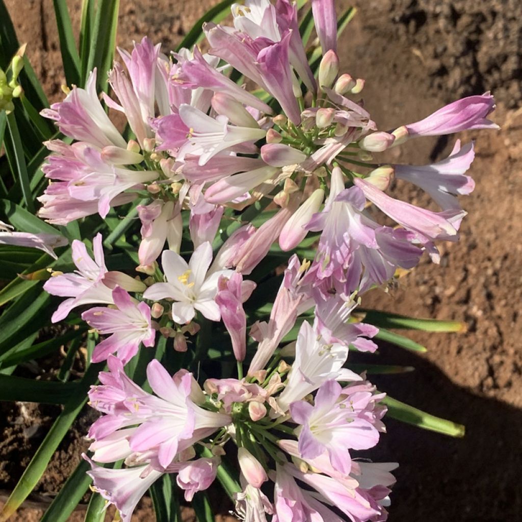 Agapanthuse Blush Pink