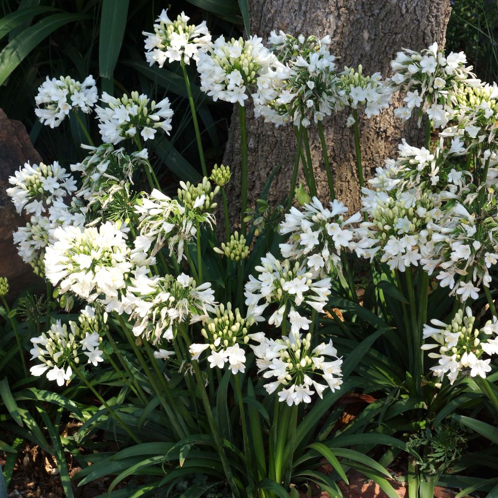 Agapanthus Ever White