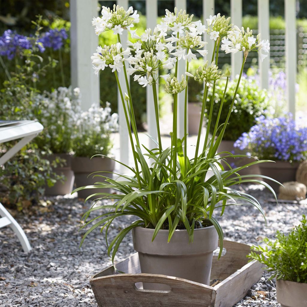Agapanthus Ever White
