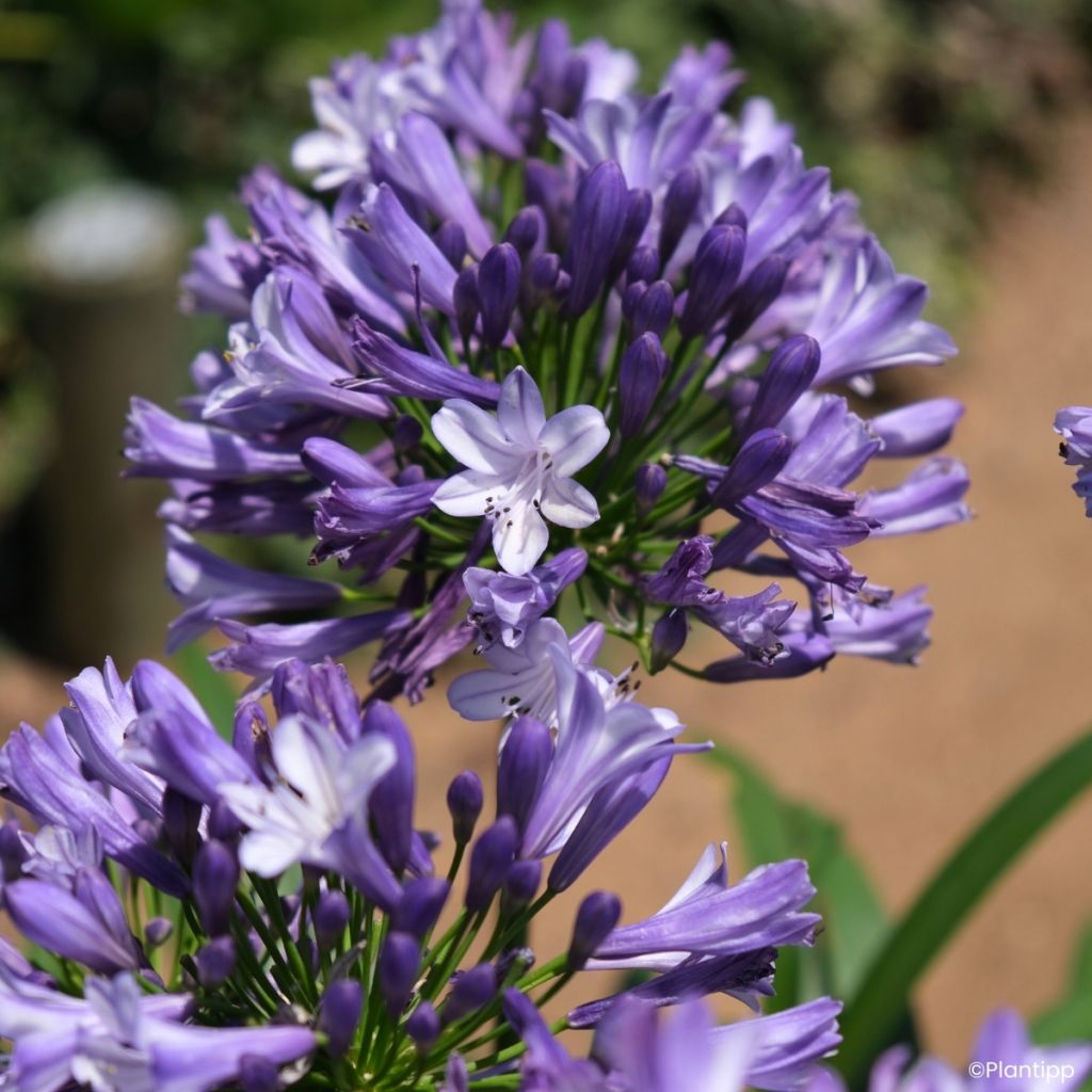 Agapanthus Everpanthus Midnight Moon