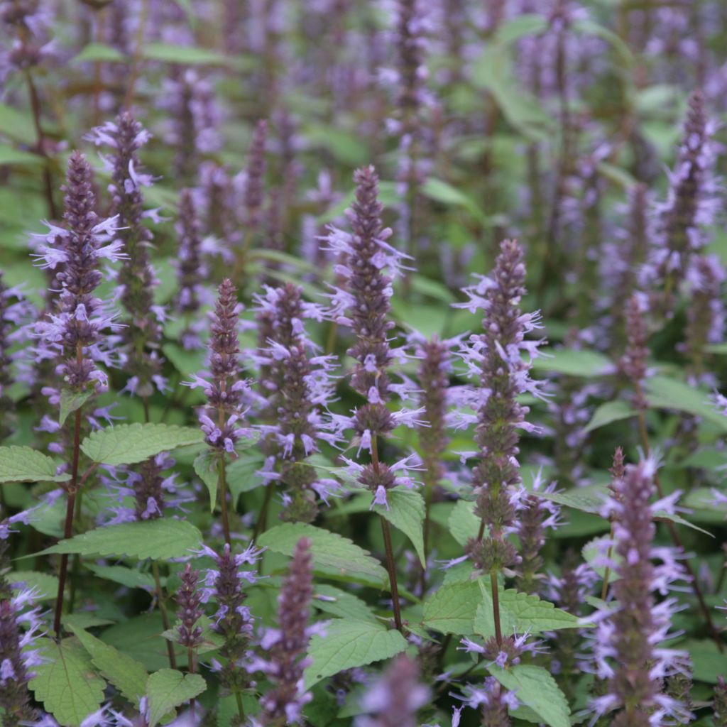 Agastache After Eight - Agastache rugueuse
