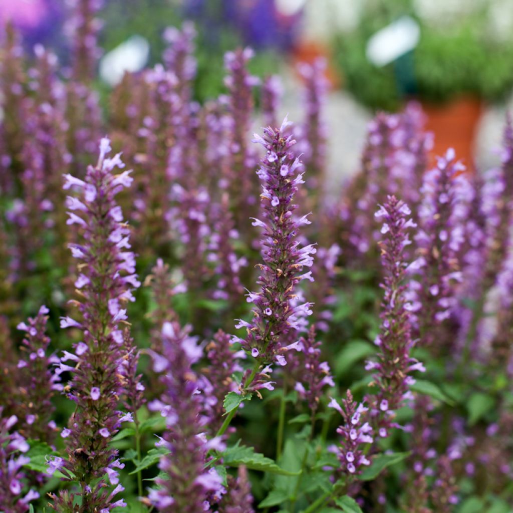 Agastache foeniculum Celestia - Anice menta