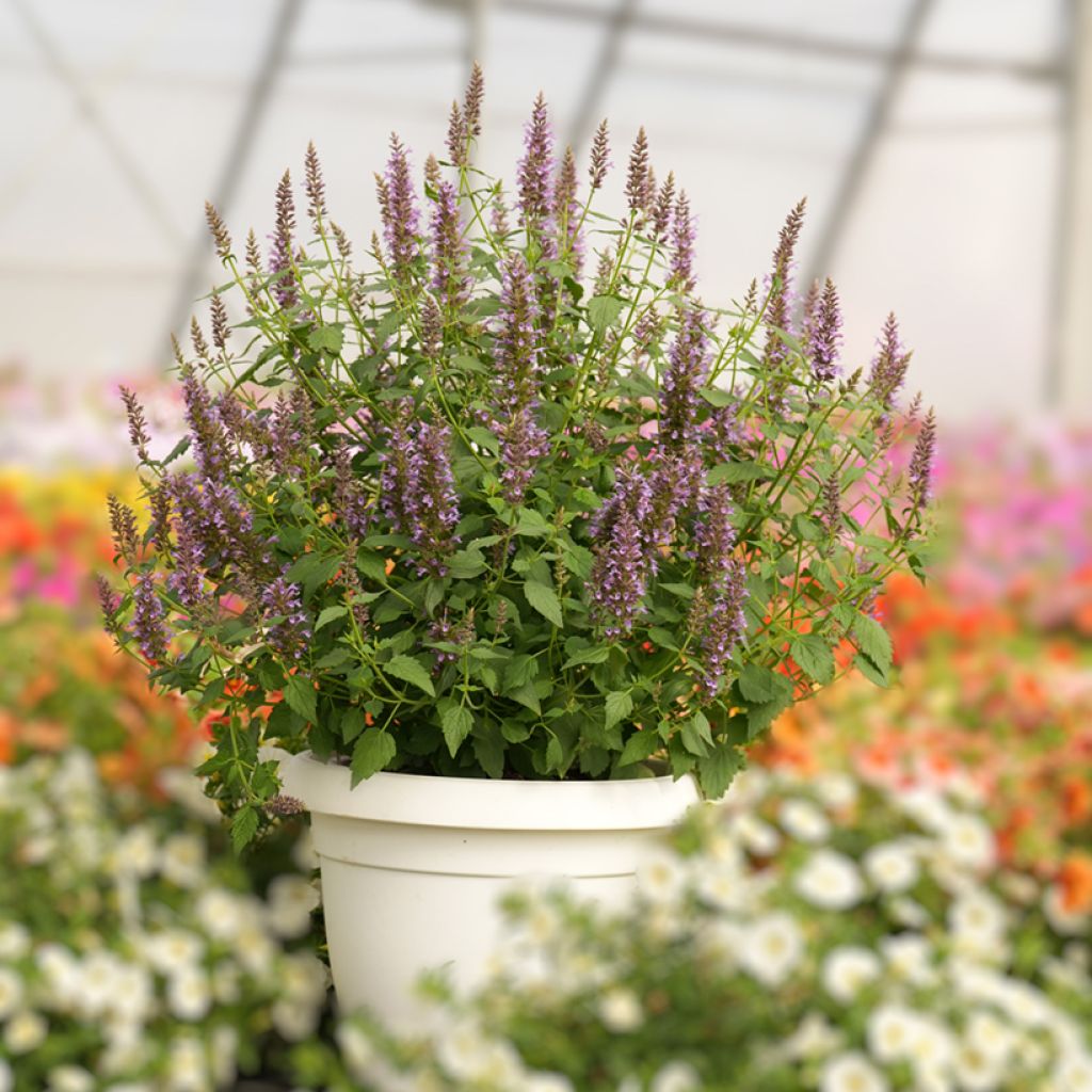 Agastache foeniculum Celestia - Anice menta