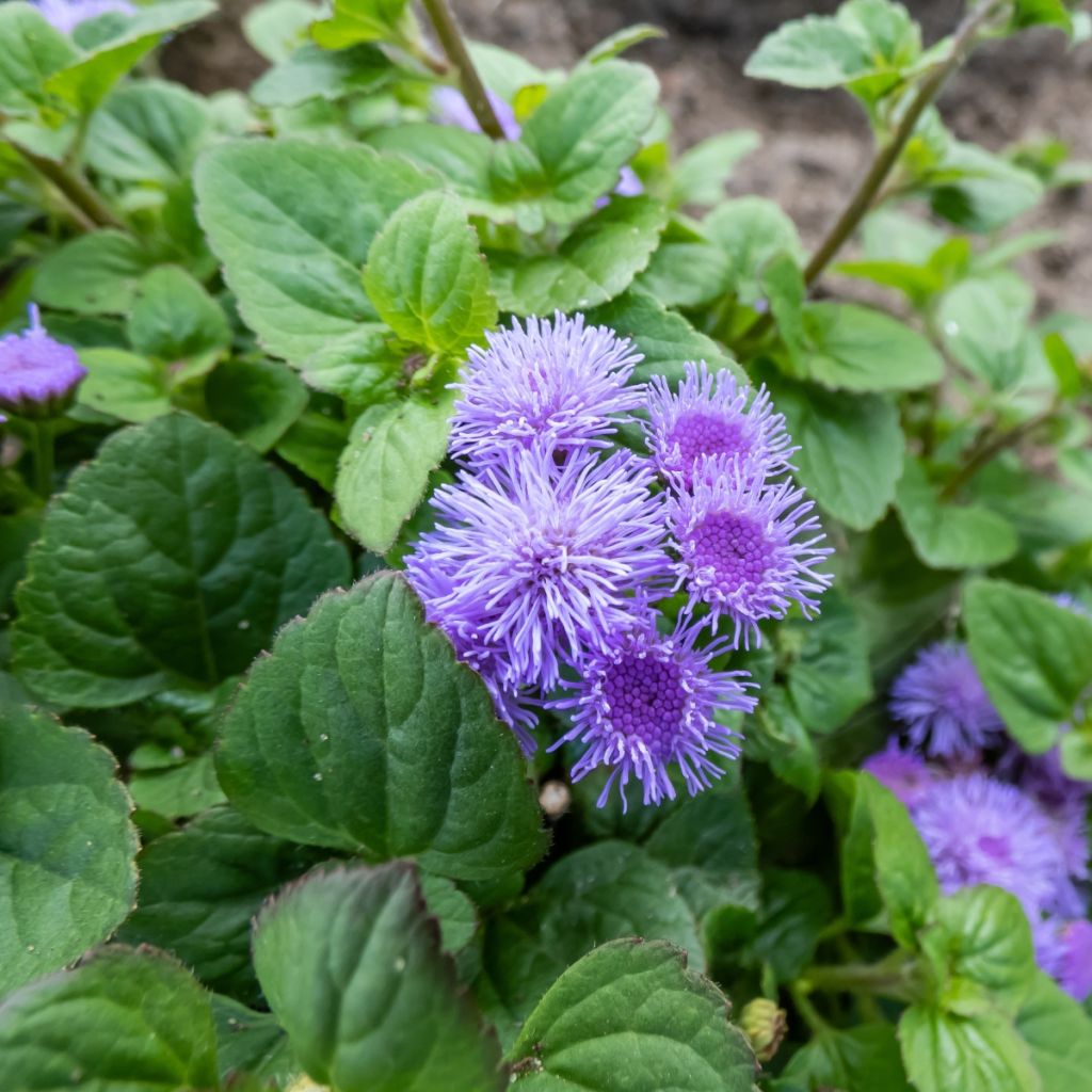 Ageratum  Aloha F1 Blue (semi)