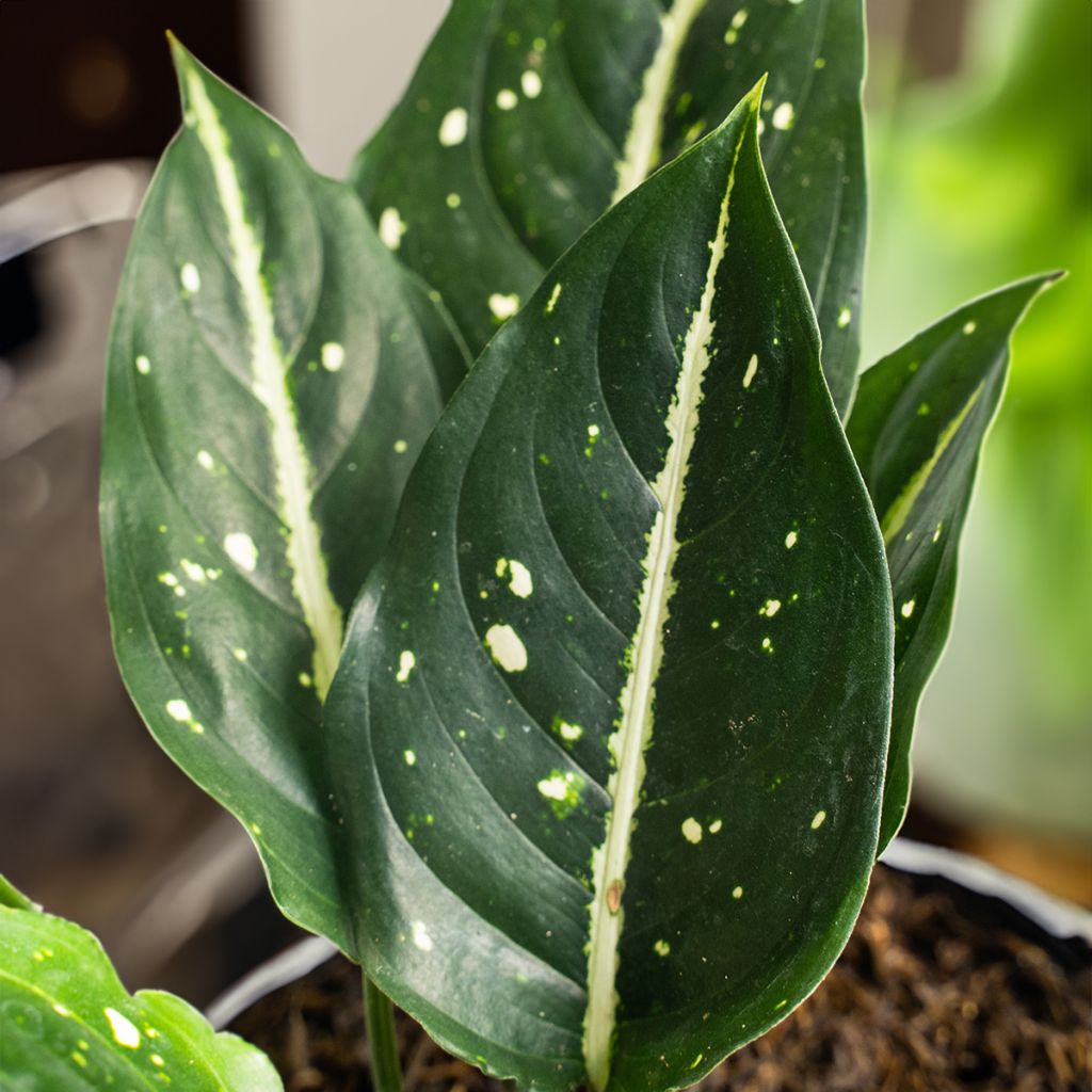 Aglaonema Toms Pride