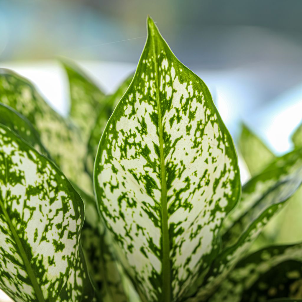 Aglaonema Variegata Pearls