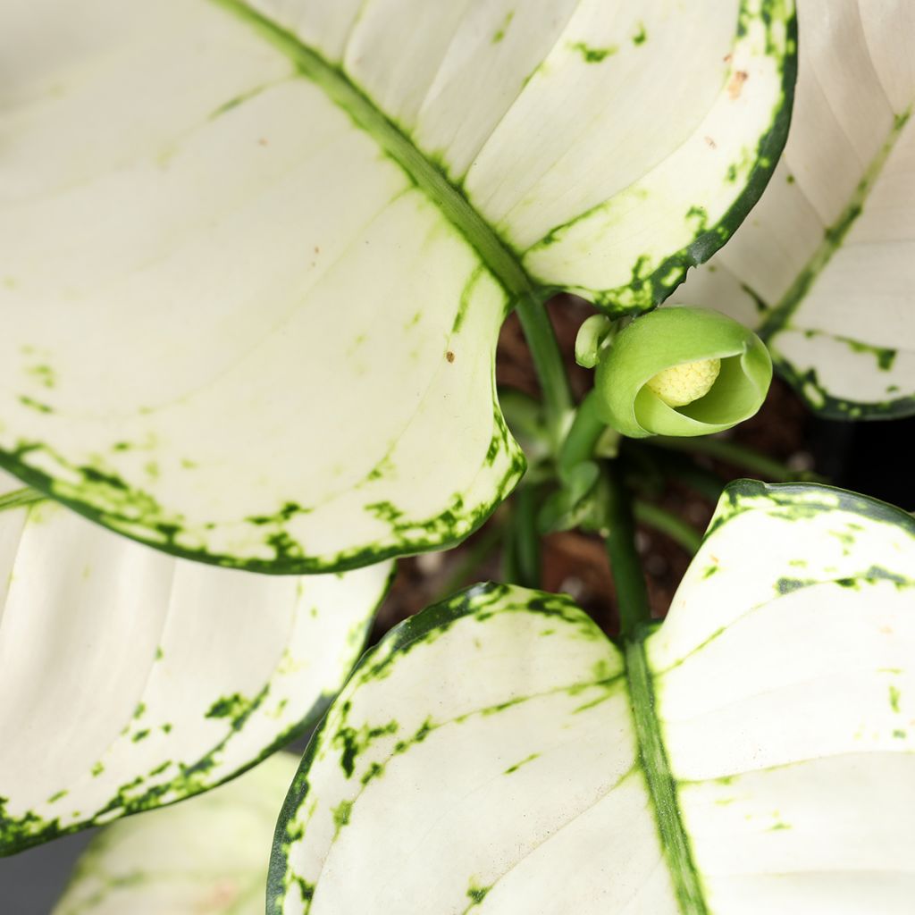 Aglaonema Variegata Pearls