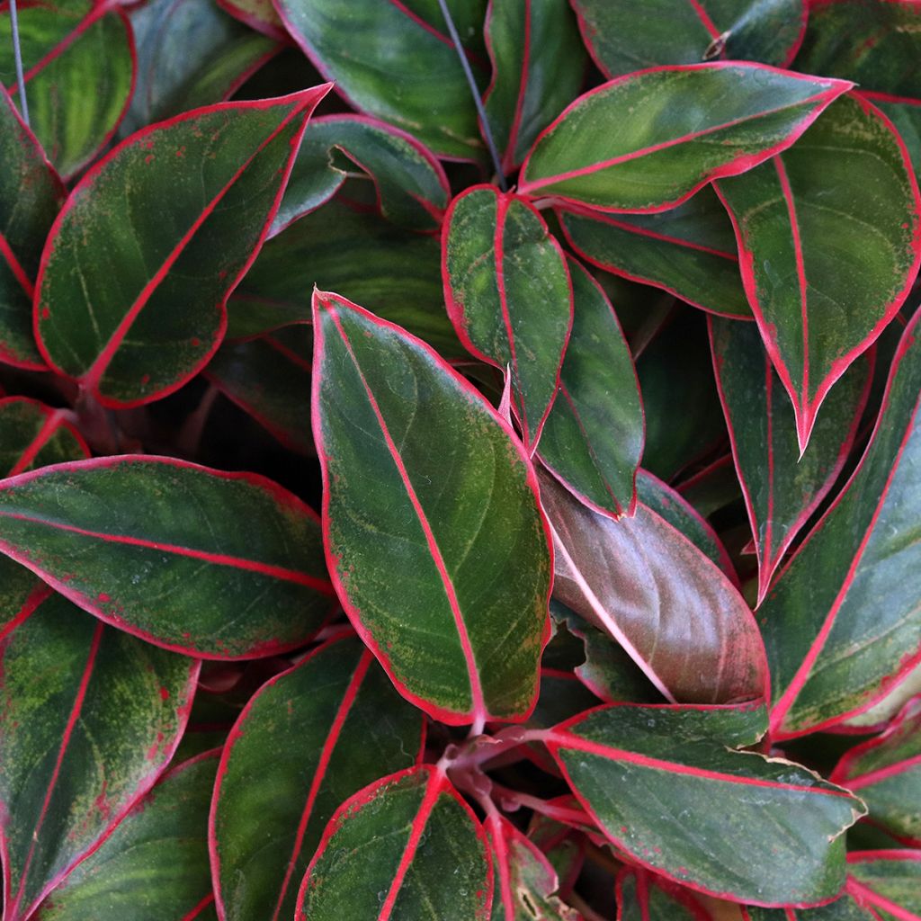 Aglaonema Siam Aurora