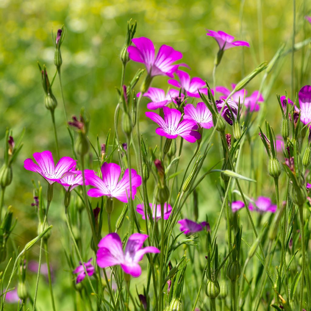 Agrostemma githago BIO (semi) - Gittaione