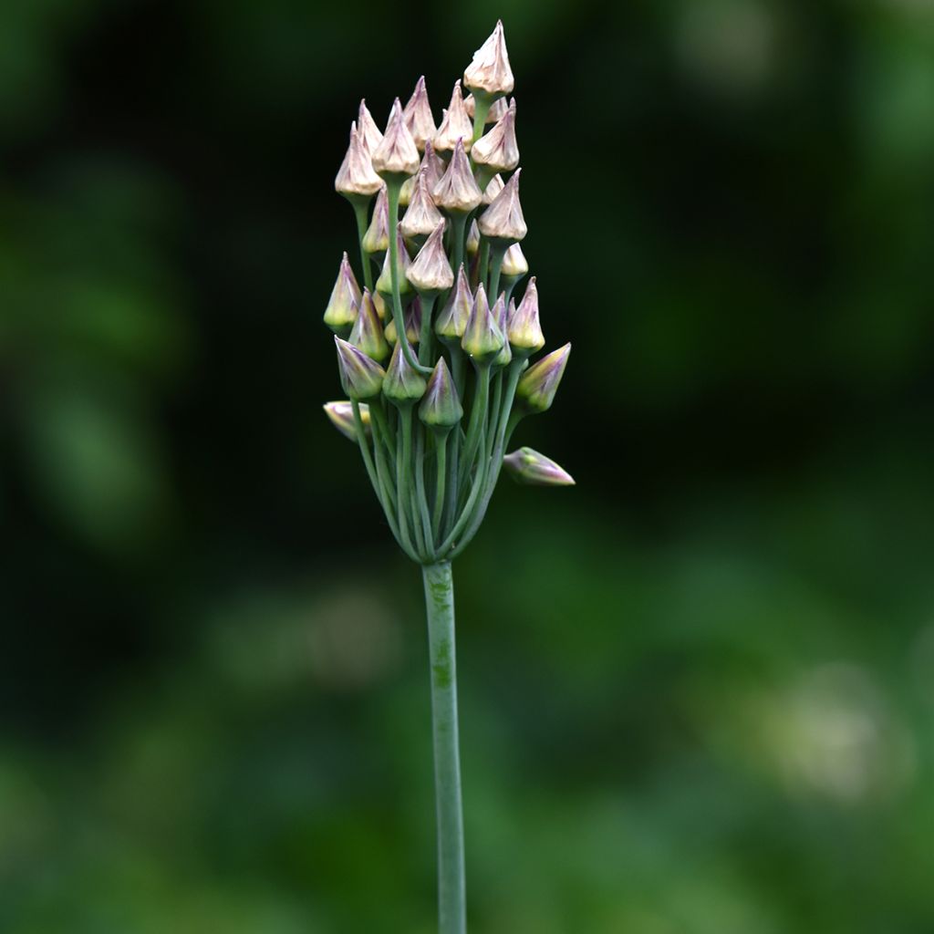 Allium nectaroscordum - Aglio della Sicilia