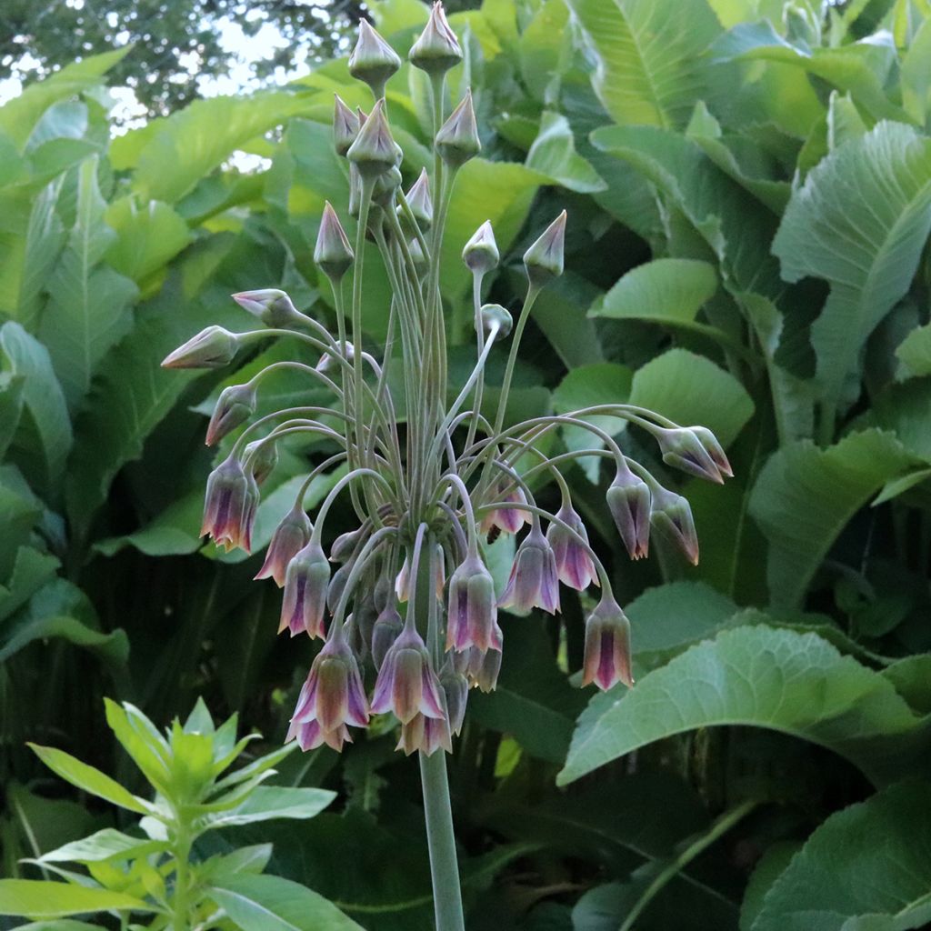 Allium nectaroscordum - Aglio della Sicilia